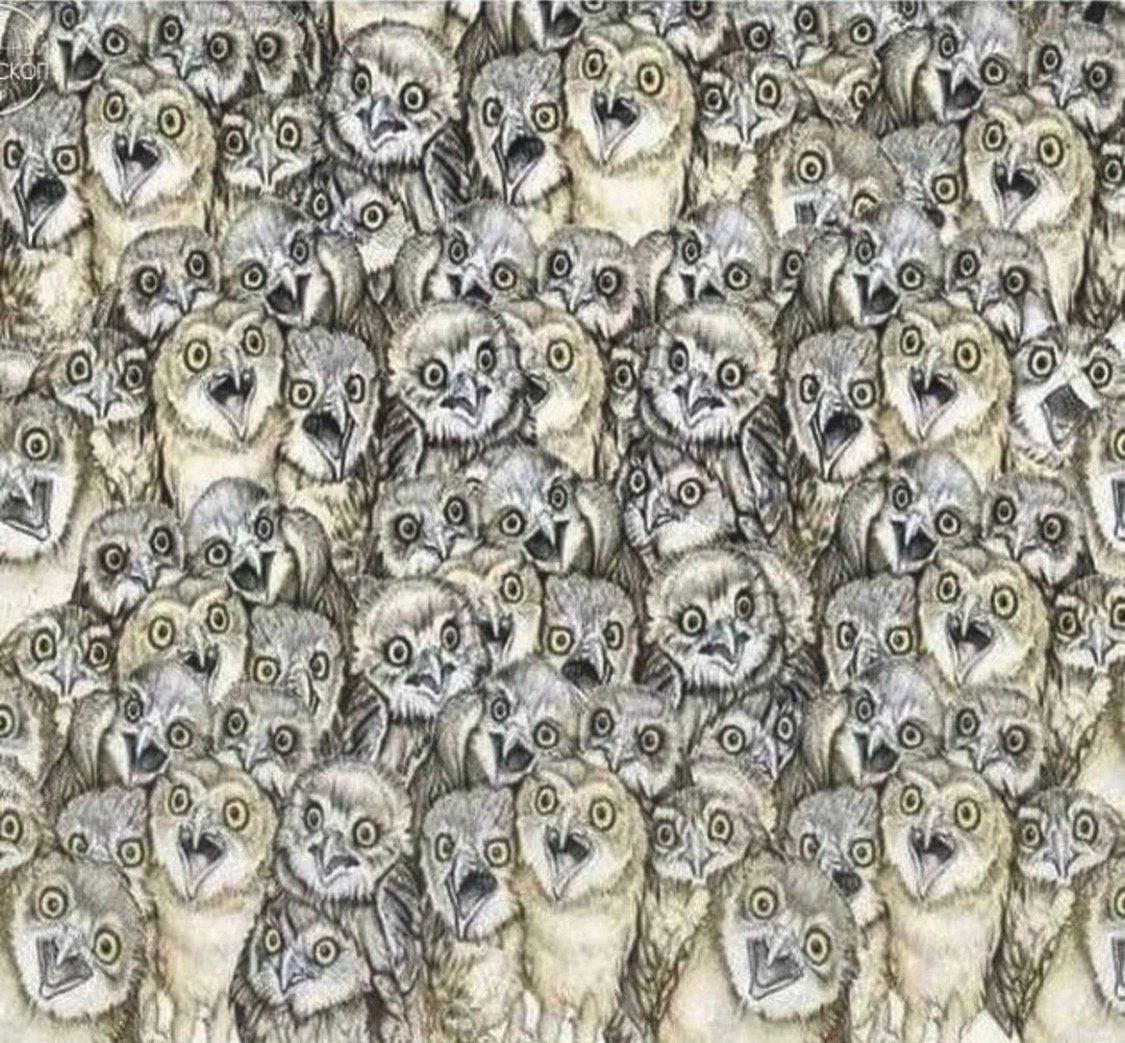 Кот среди сов