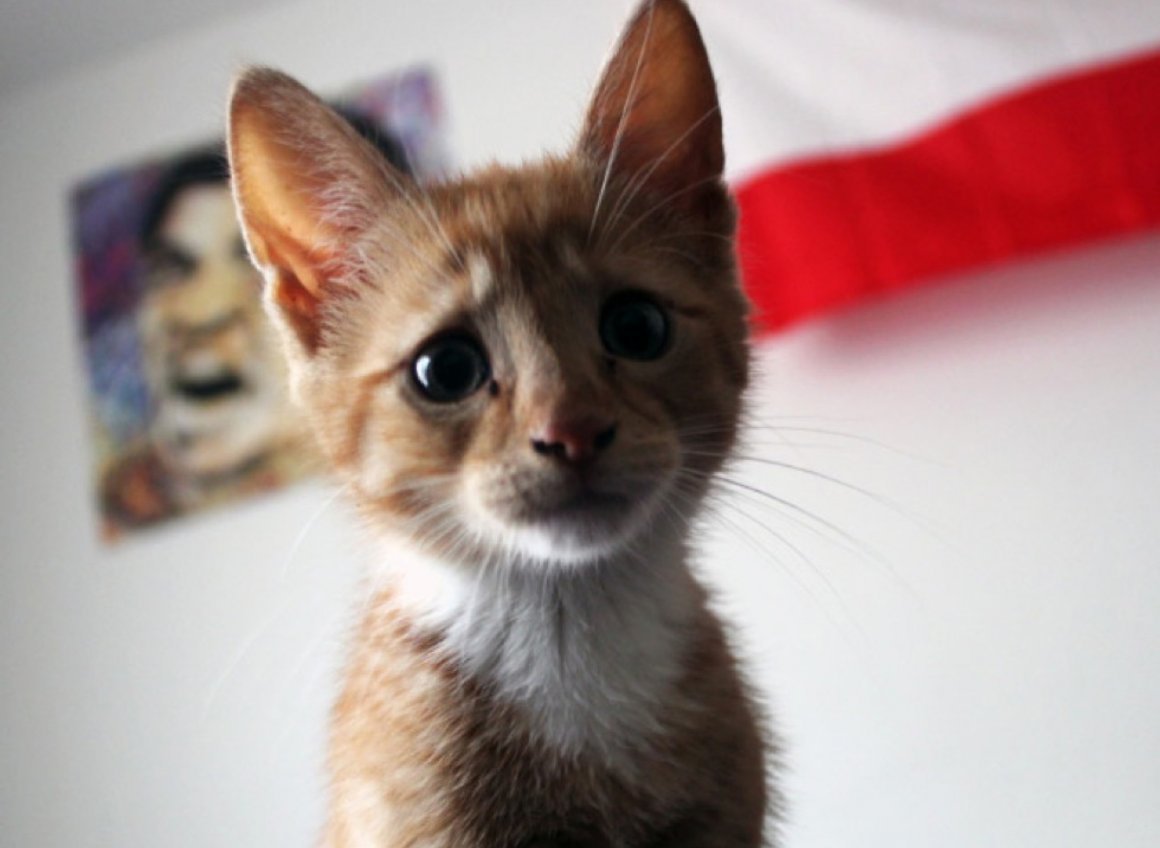 Шотландская вислоухая табби Браун