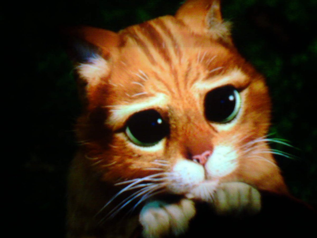 Кот с грустными глазами