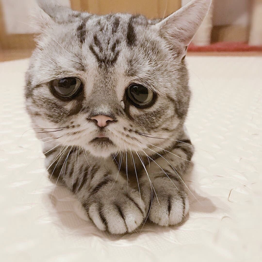 Котята милашки