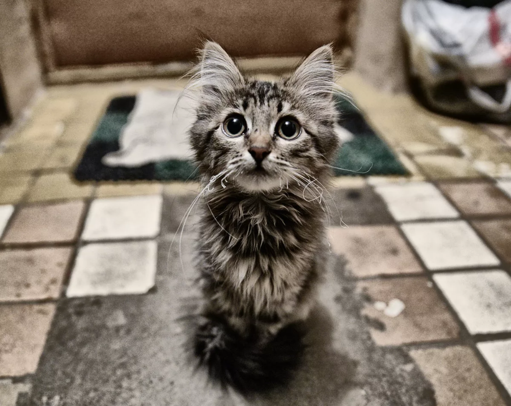 Милые рыжие котята