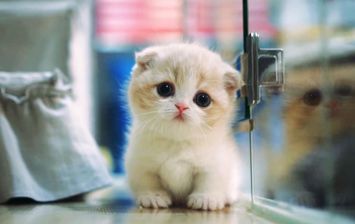 Взгляд кота из Шрека