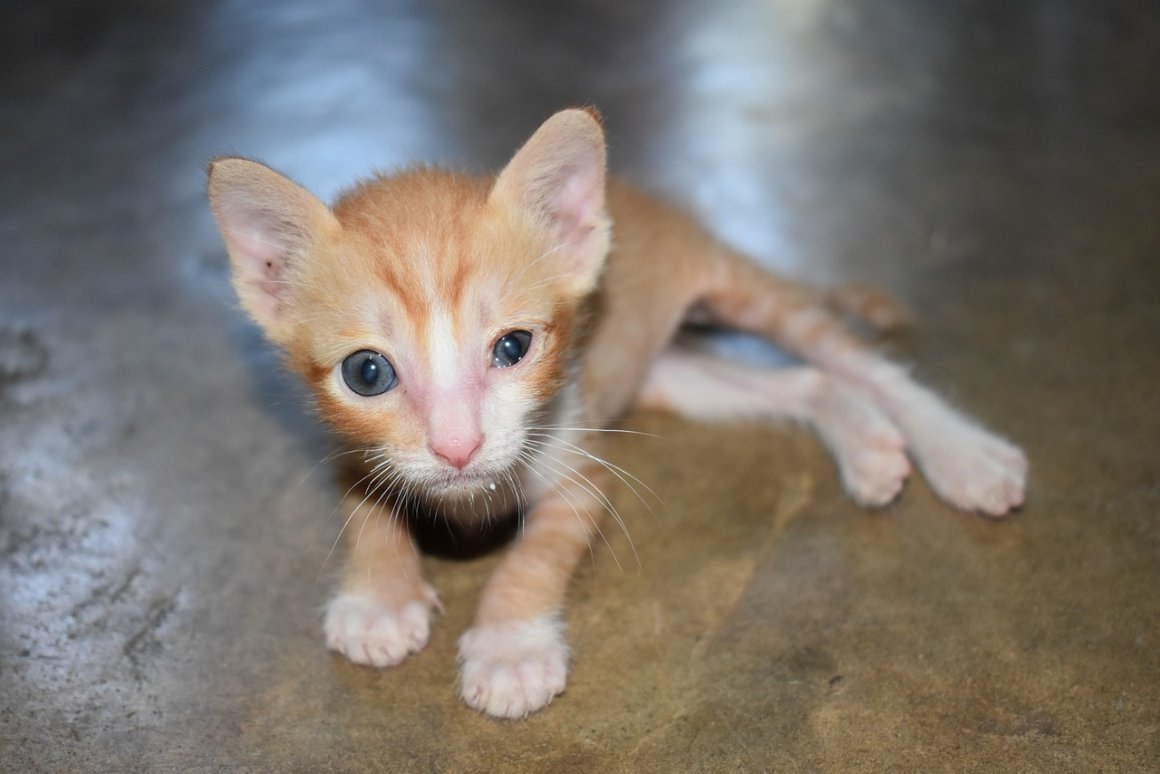 Котенок с большими глазами