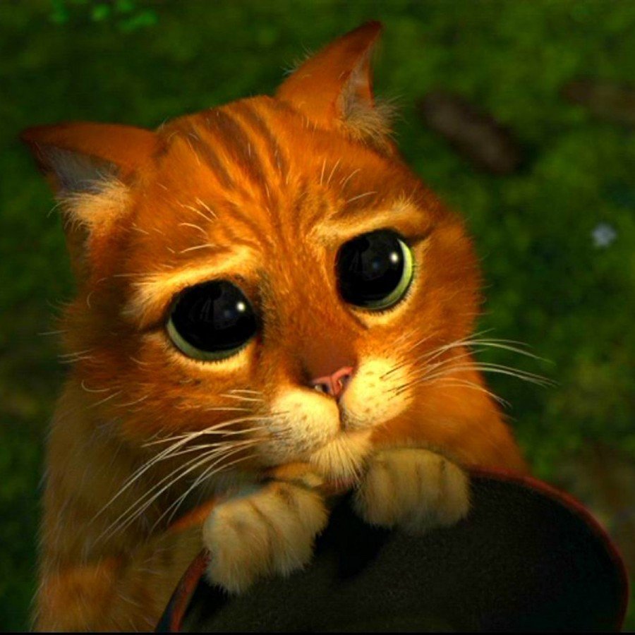 Гифка с котом