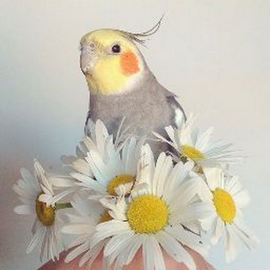 Красивые домашние попугаи