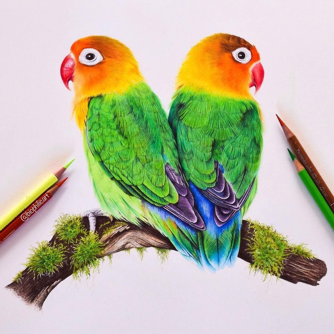 Розовый Какаду в Австралии