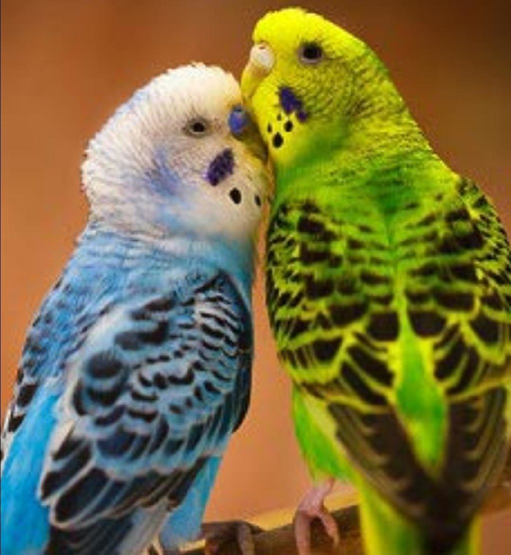 Неразлучники попугаи