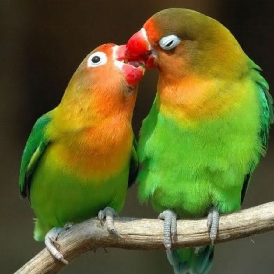 Новокаледонский попугай Лори