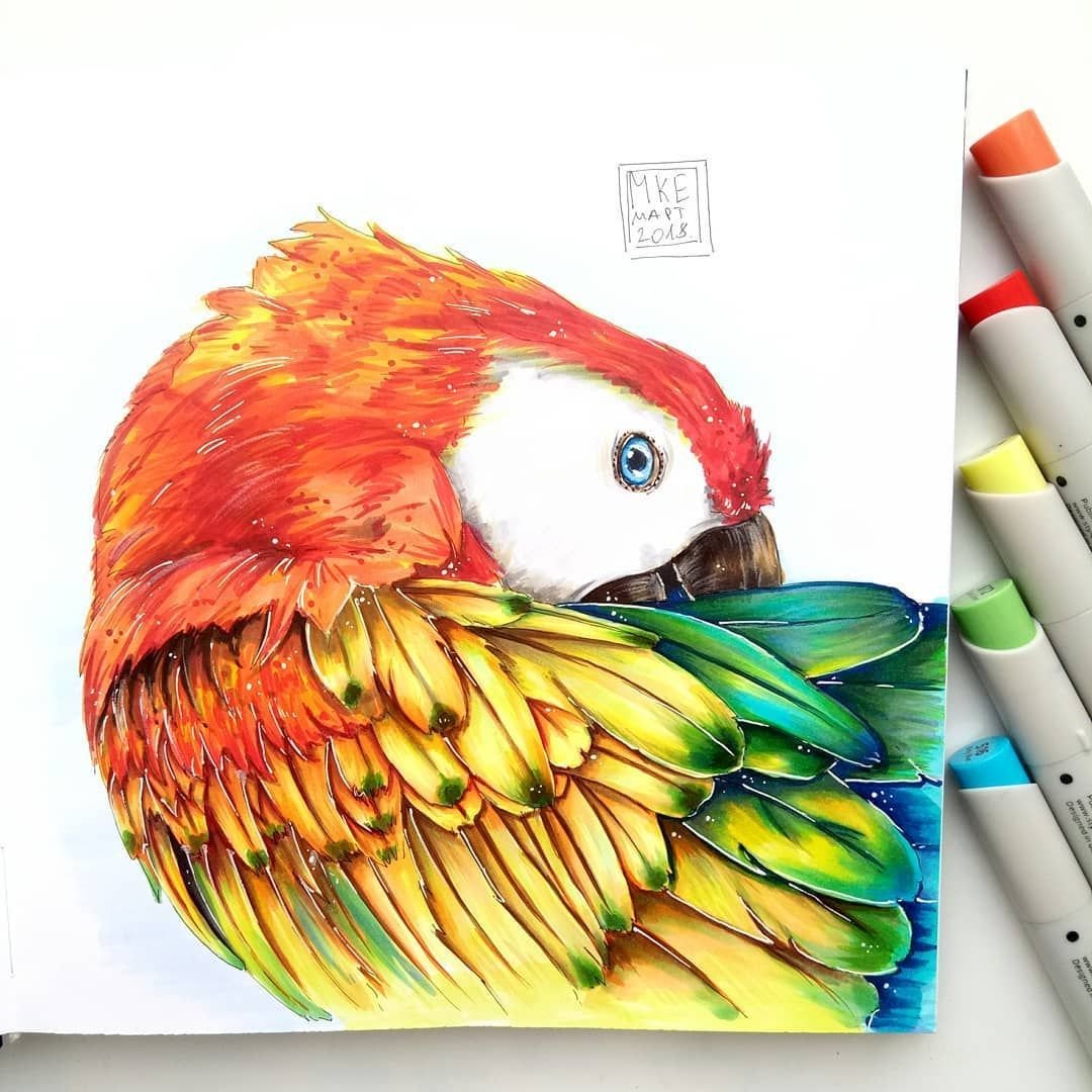 Попугаи желтый ара Коста Рика