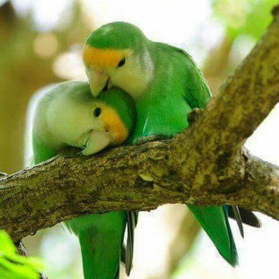 Попугай Какаду розовый