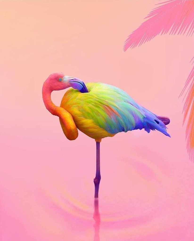 Радужный Фламинго