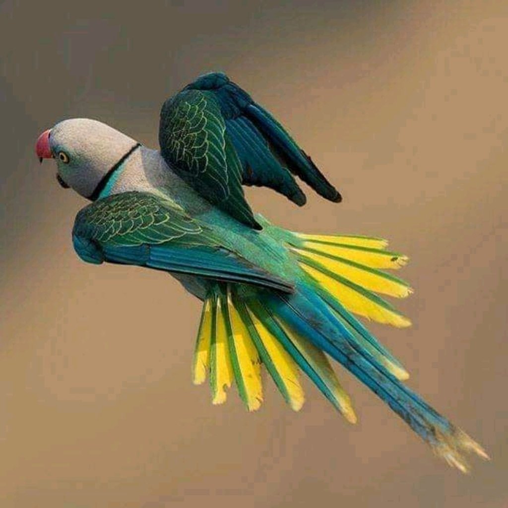 Два попугая