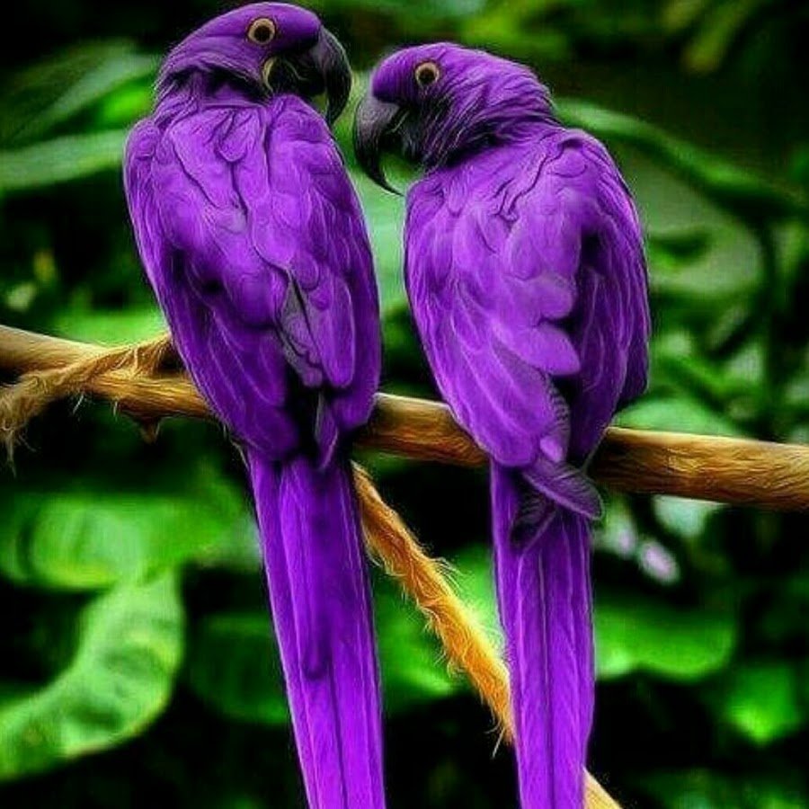 Красно оранжевый попугай