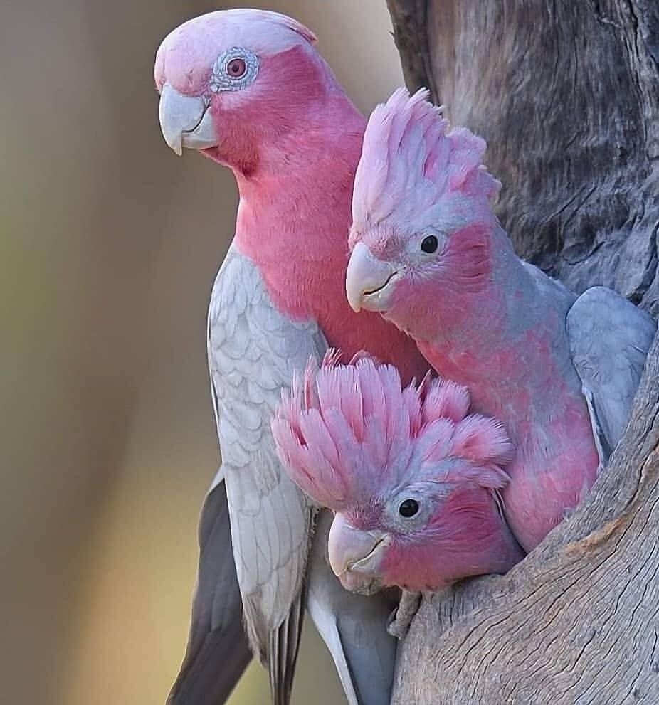 Серо-голубой гиацинтовый ара