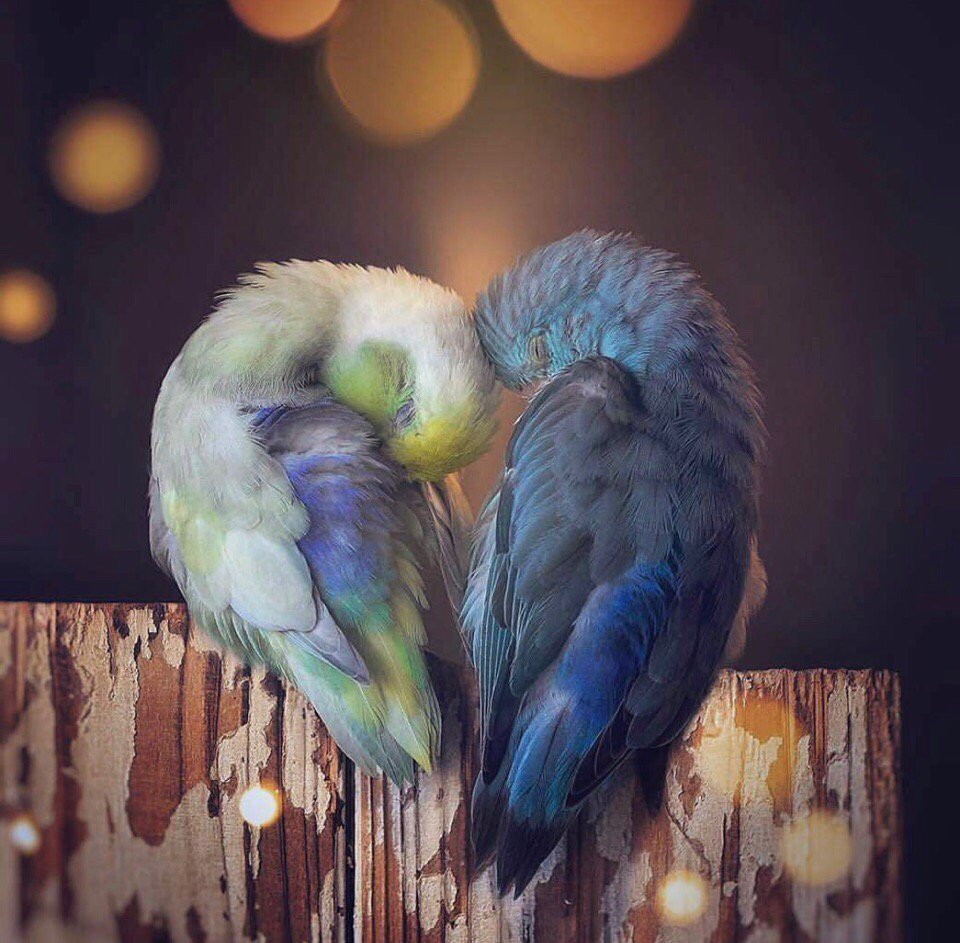 Три попугая