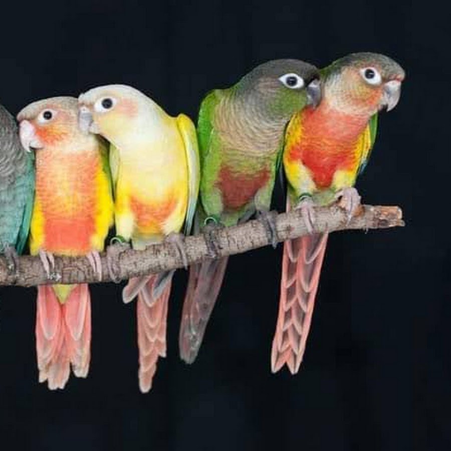 Мадагаскарский неразлучник