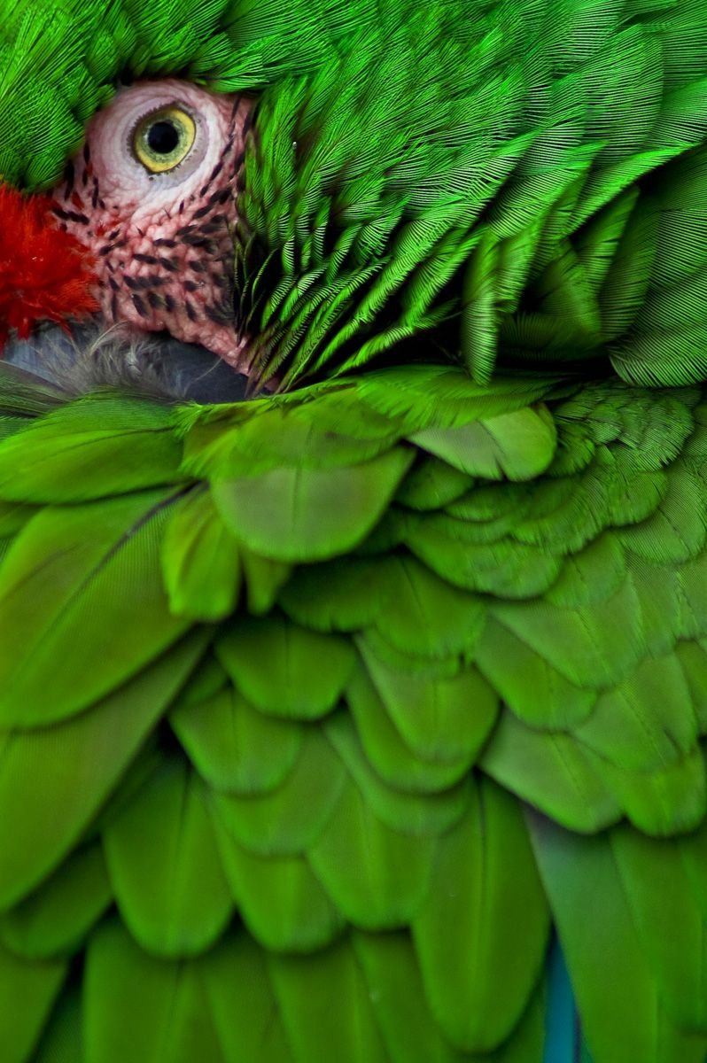 Скетчинг маркерами попугай