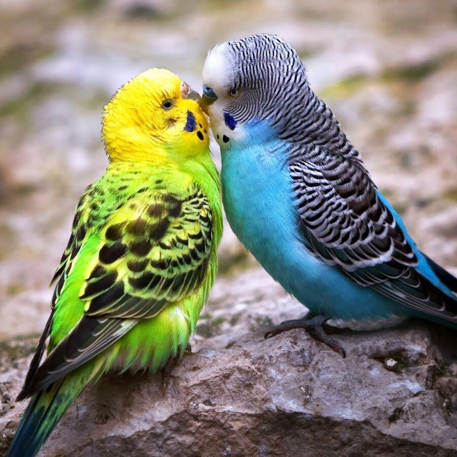 Попугаи неразлучники Какаду