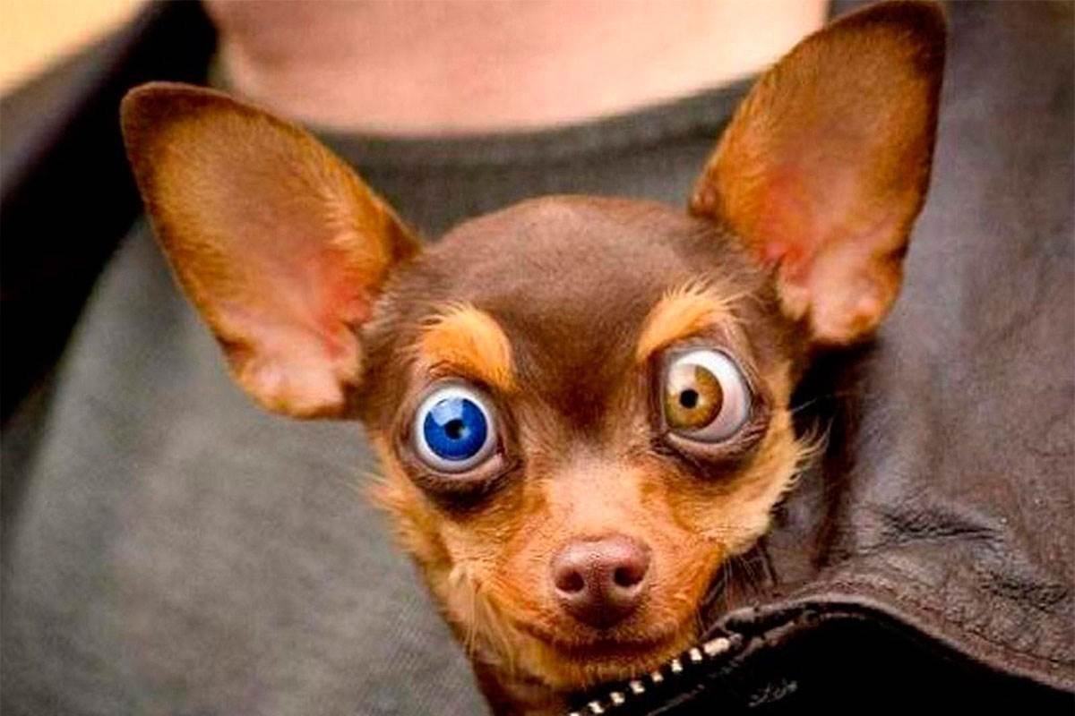 Китайская хохлатая сутулая