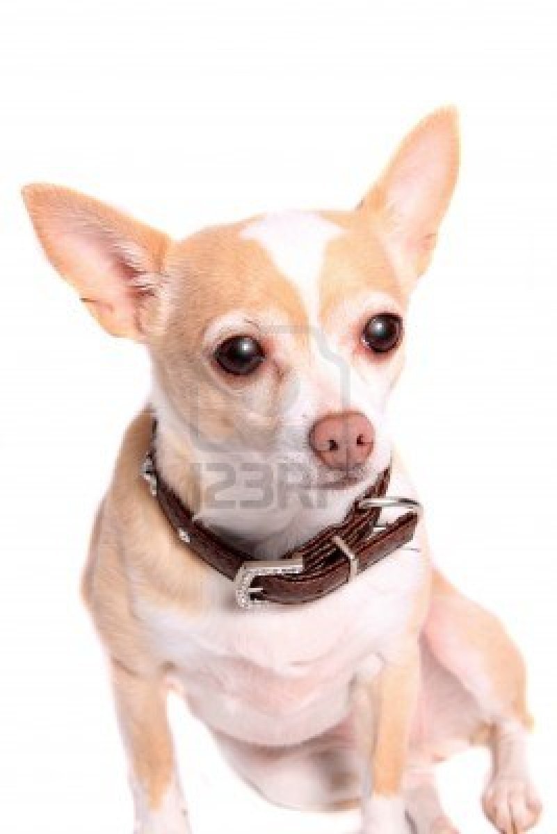 Чихуахуа вытянутая морда
