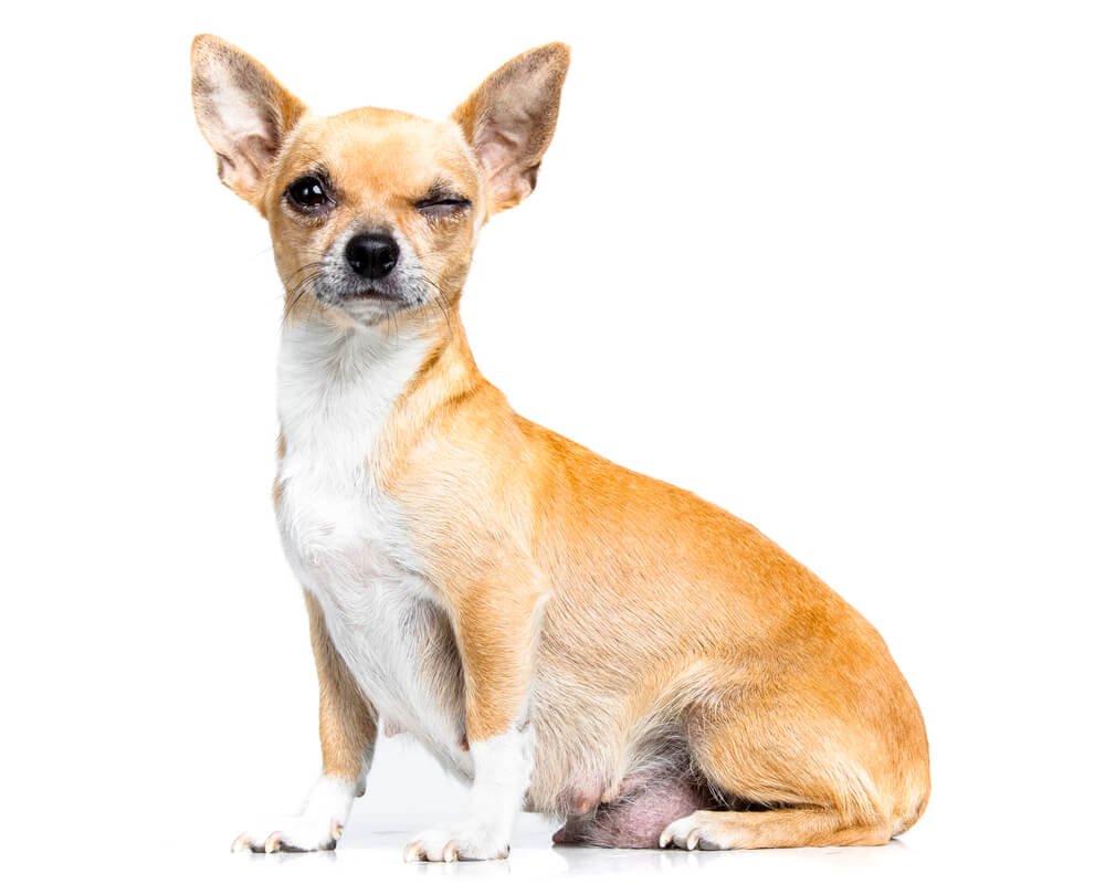 Агент чихуахуа