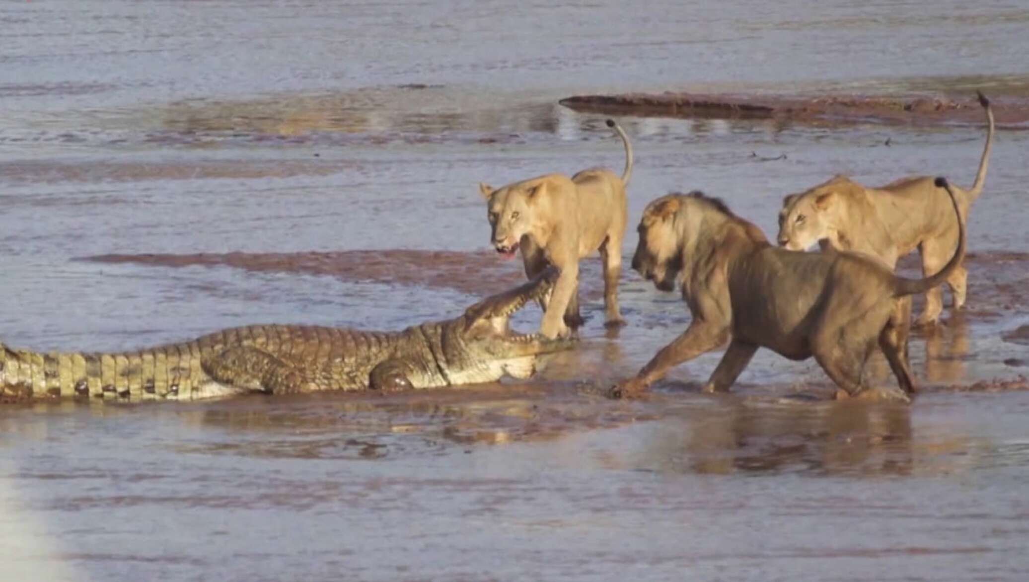 Бои хищников. Нильский крокодил против Льва. Лев против крокодила схватка. Нильский крокодил охота на Львов. Гребнистый крокодил против тигра.
