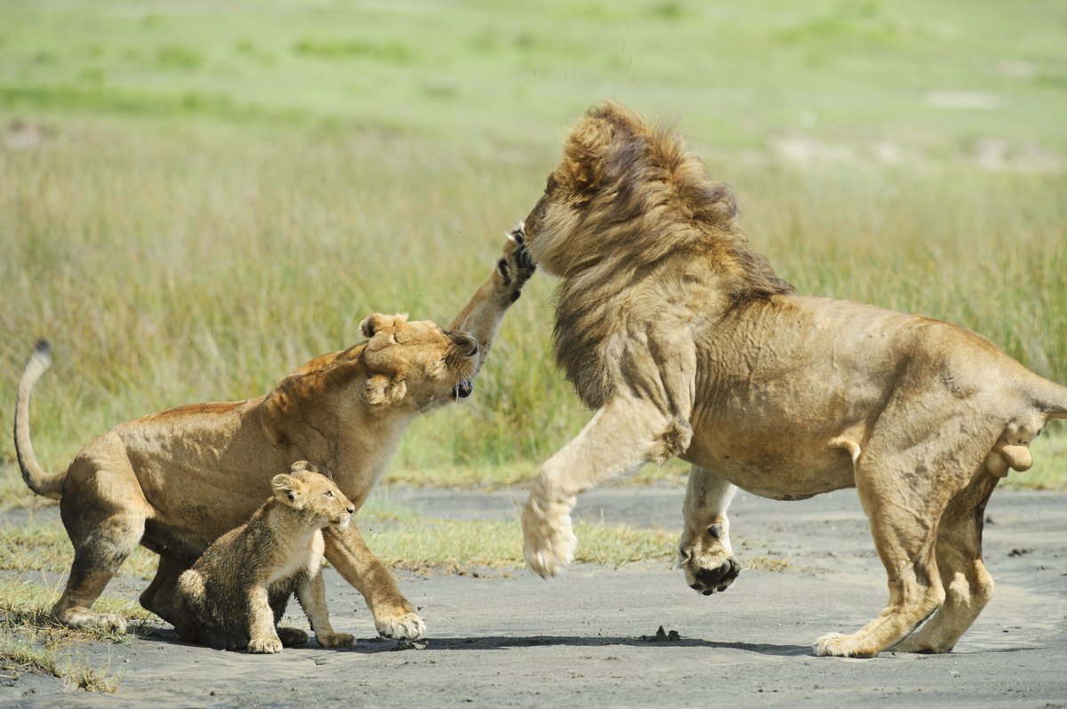 Можно считать что львы. Львицы дерутся. Лев и львица фото.