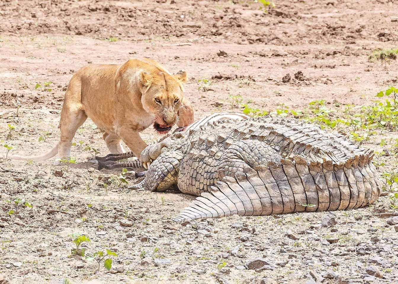 Схватка крокодилов. Гребнистый крокодил против тигра. Нильский крокодил против Льва.