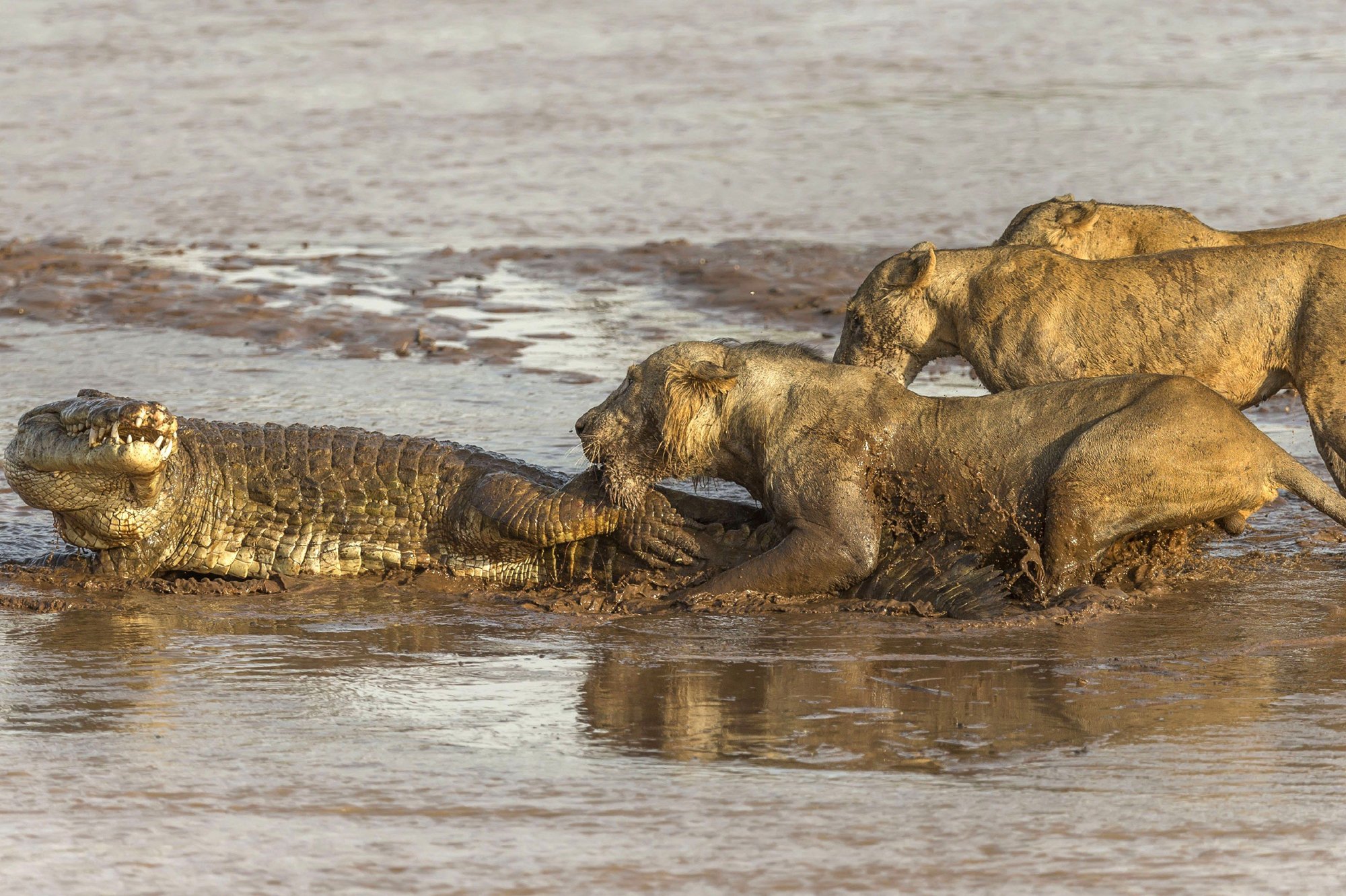 Схватка крокодилов. Нильский крокодил против Льва. Нильский крокодил охота на Львов. Нильский крокодил нападения.