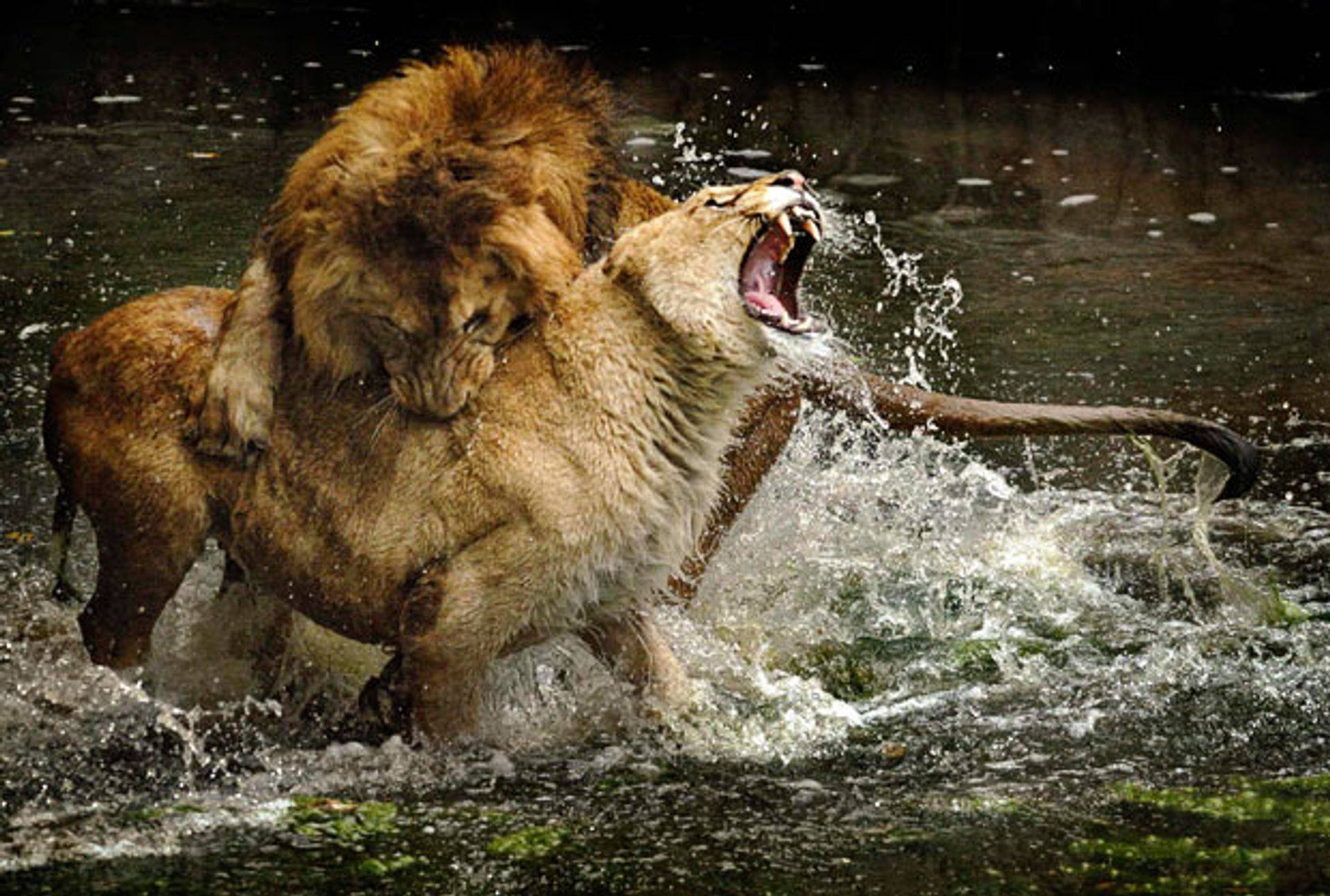 Тигр лев крокодил. Бои животных. Животные дерутся. Львы дерутся. Лев плавает.