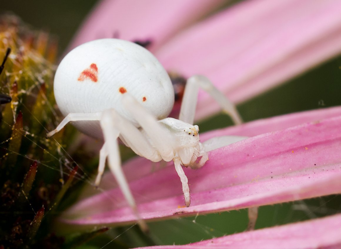 Паук белый Каракурт
