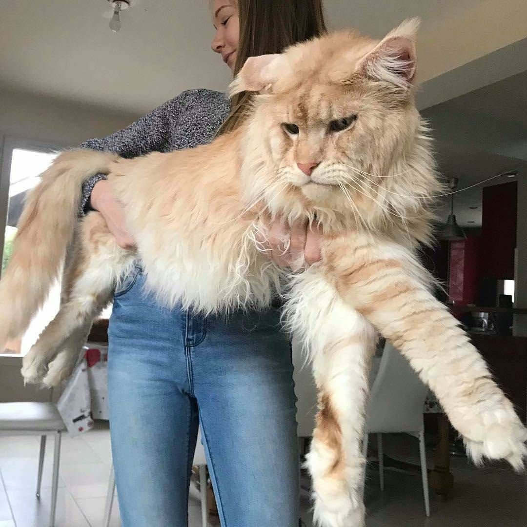Самый большой кот мейн кун - 75 фото