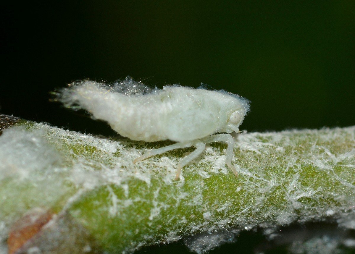 Мелкие белые насекомые