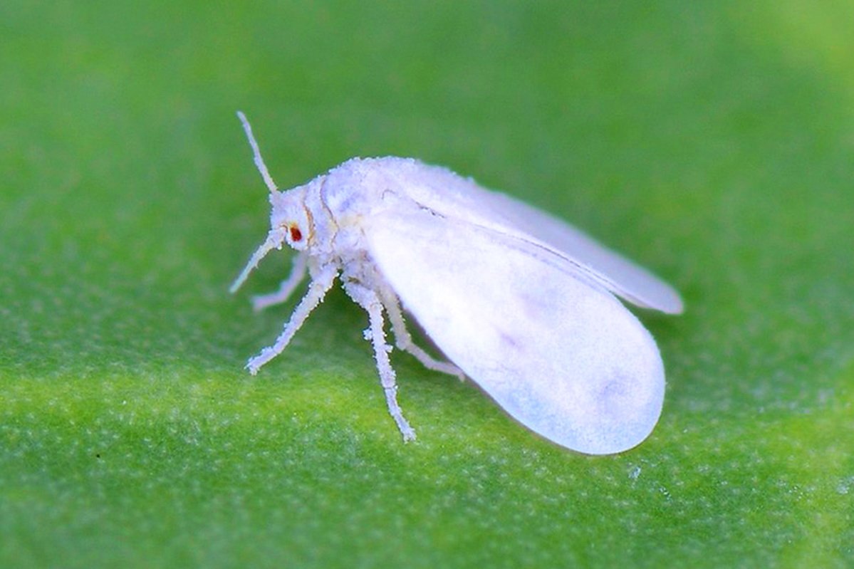 Земляничная белокрылка