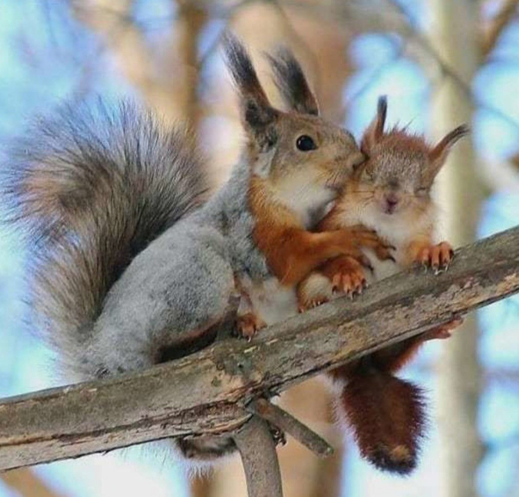 Белка Бельчонок бельчата