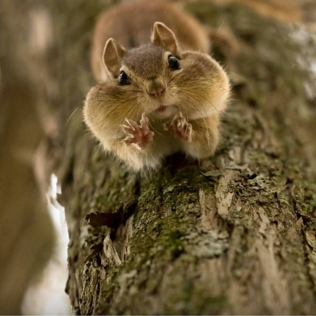 Красивый бурундук