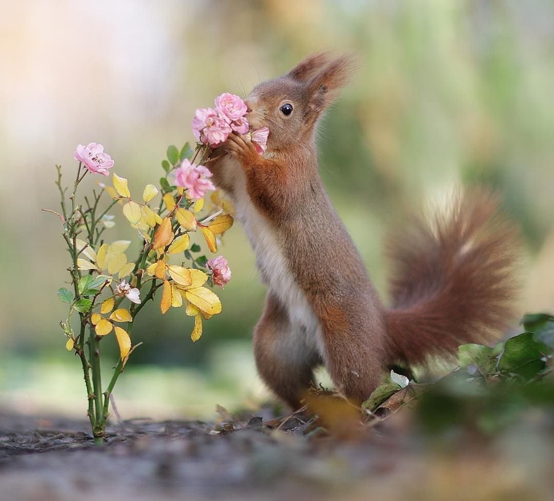 Животные весной