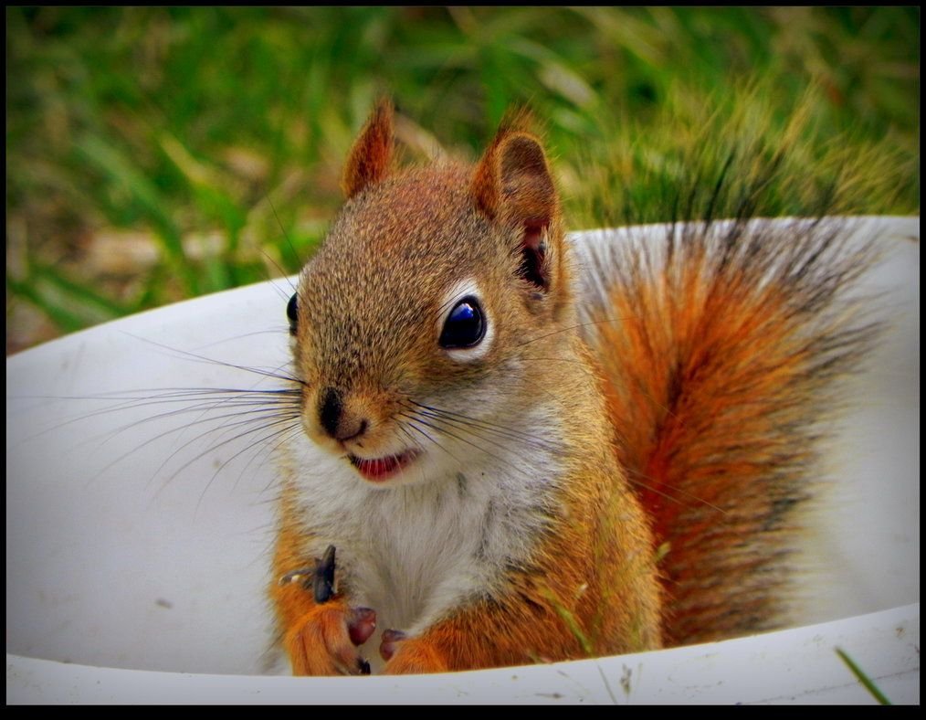 Маленькая белка