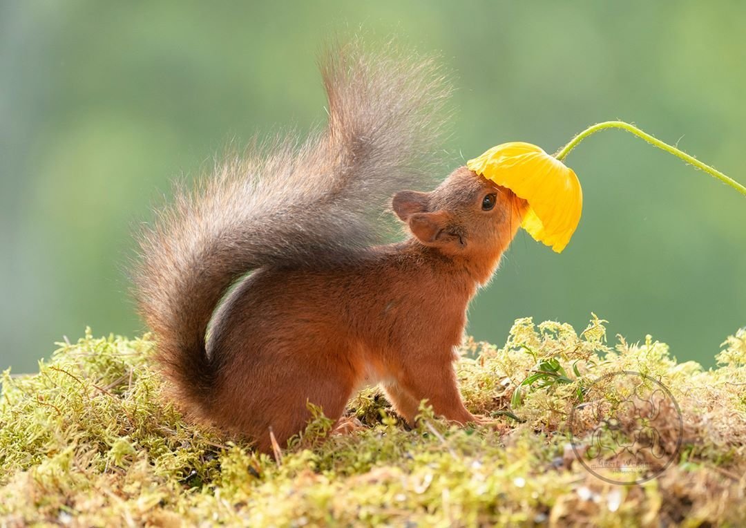 Желтая белка