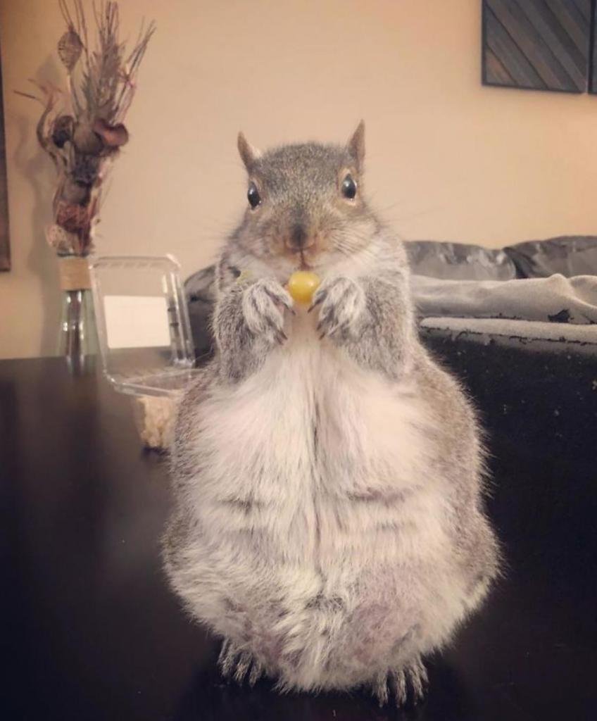 Белочка Дюймовочка