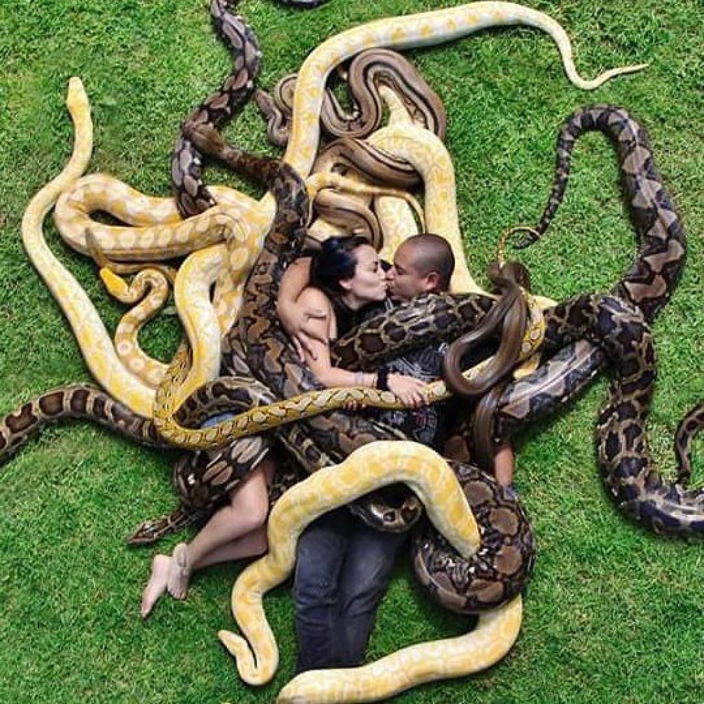 Калифорнийская подвязочная змея