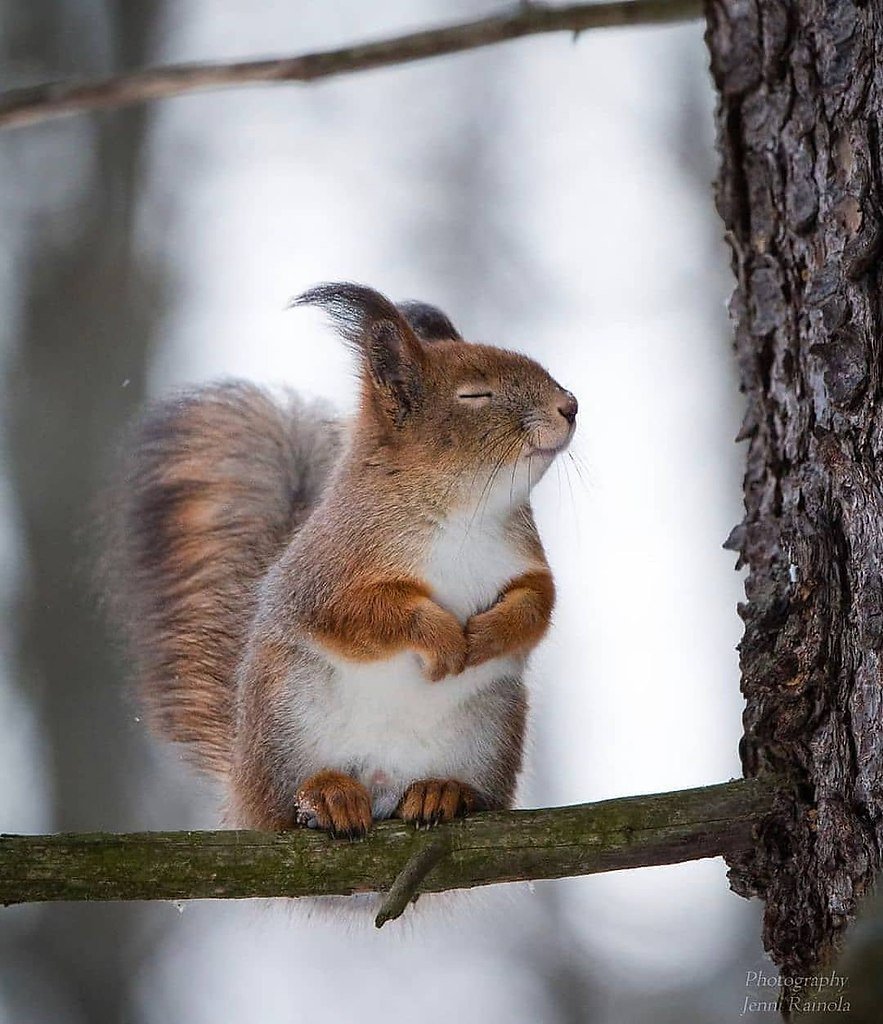 Белка ест птицу