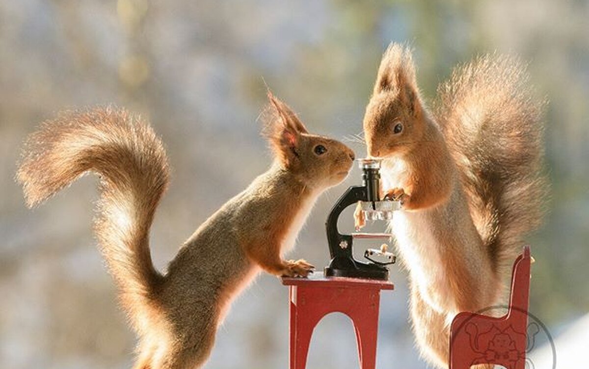 Гирт Вегген белки