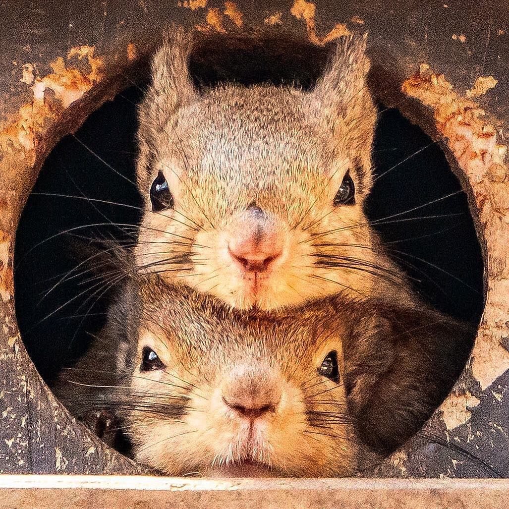 Влюбленная белка