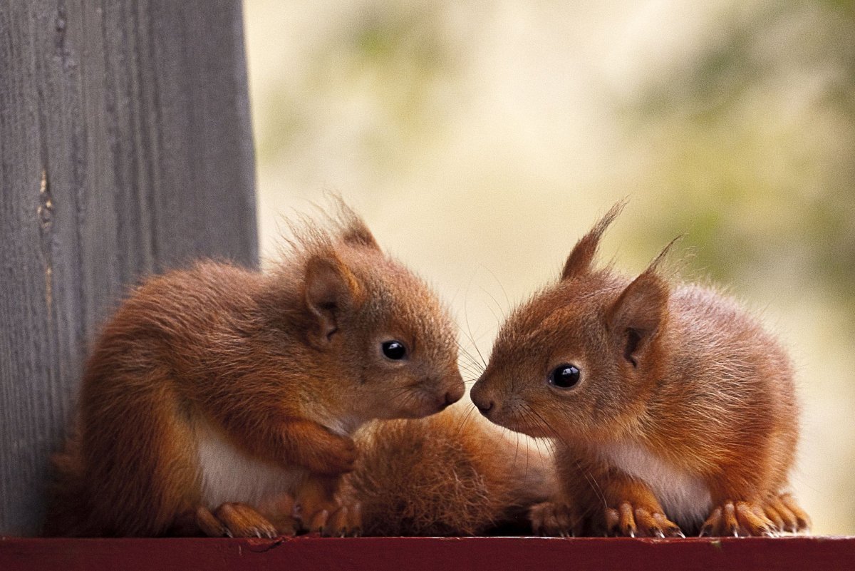 Белка с бельчатами