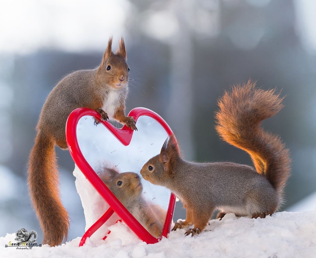 Белка с сердцем