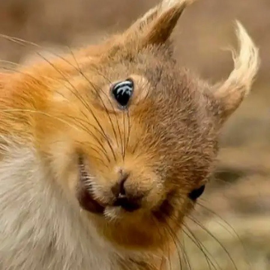 Белка очень удивлена