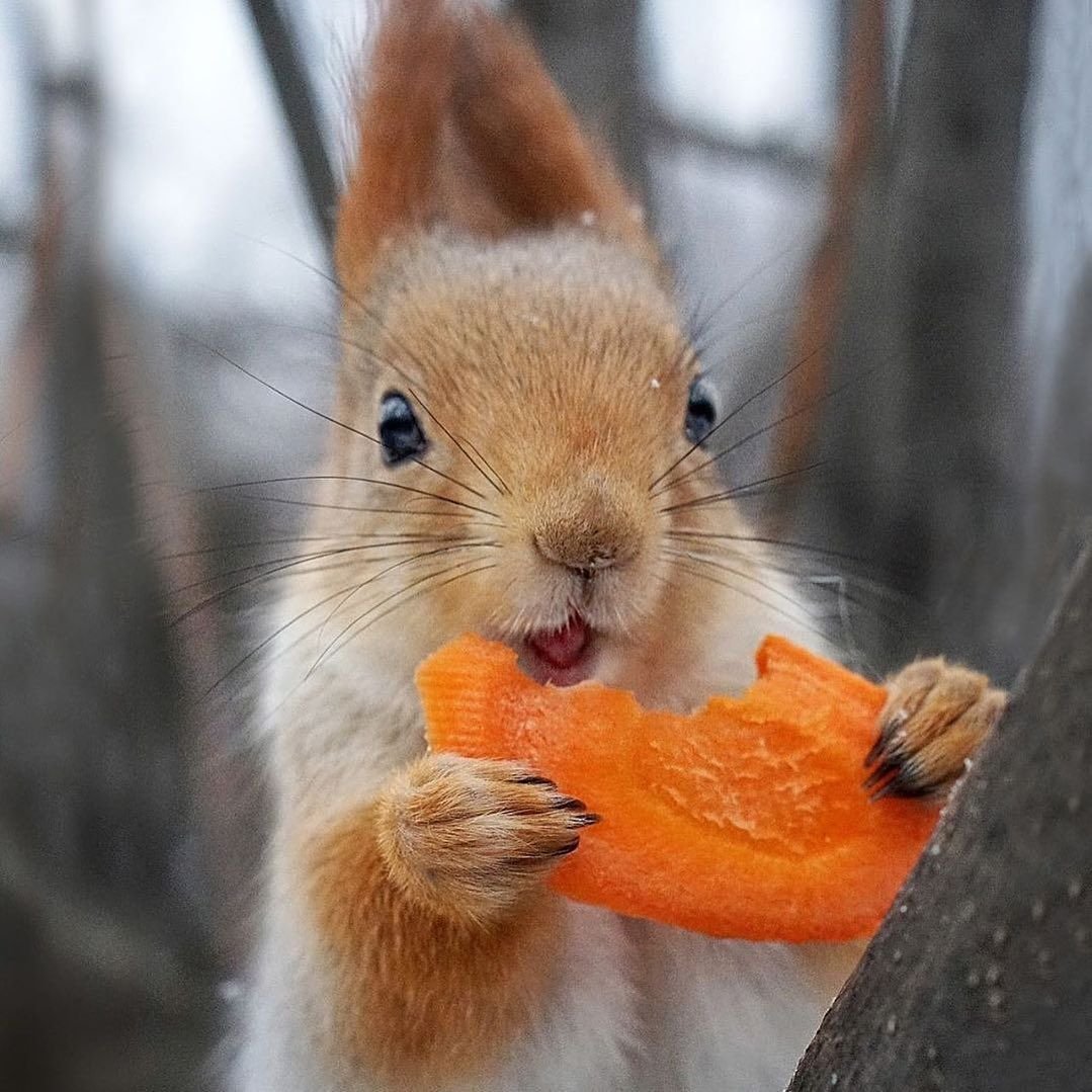 Белки любят орехи