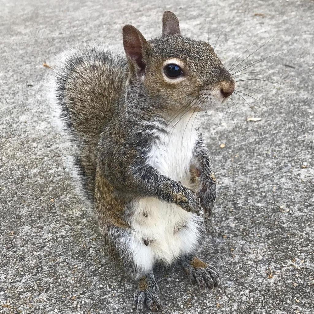 Маленькая серая белка