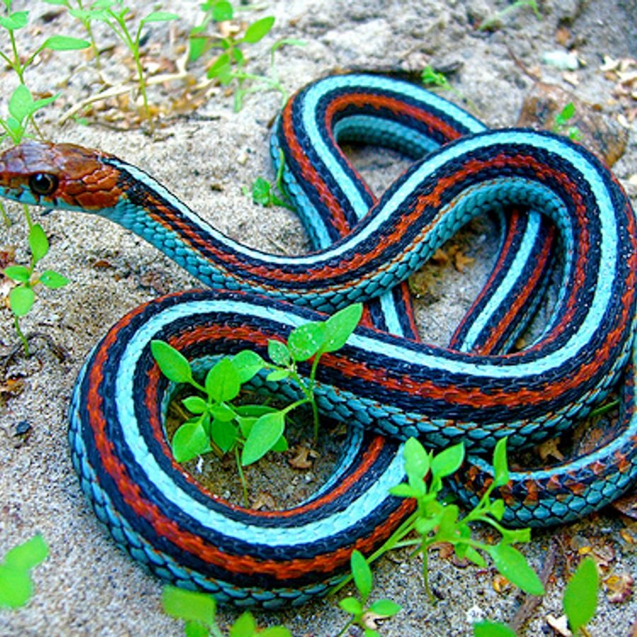 Змея Эстетика